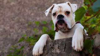 Boxer Breed Standards Show Qualities and Traits by Doggoland USA 56 views 9 days ago 4 minutes, 34 seconds