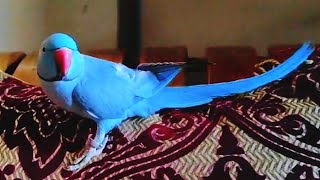 Parrot Video