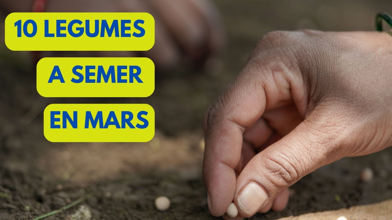 10 LEGUMES à SEMER/PLANTER en MARS au POTAGER