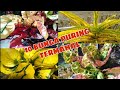 Download Lagu 10 Koleksi Bunga Puring Termahal