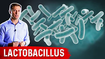 Für was ist Lactobacillus gut?