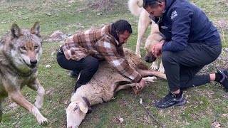 SÜRÜDEN AYRILAN KOYUNU KURT KAPAR ! Atasözünü Test Ettik ! @Dagdayasam