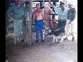 caza de jabali con perros maraquita