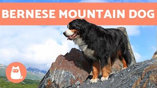 BERNESE MOUNTAIN DOG  Characteristics and Care