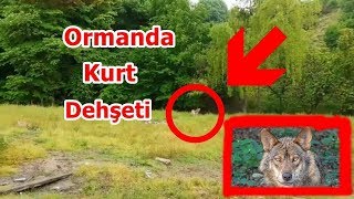 İstanbul Beykoz Ormanında Kurt Dehşeti - Kurt Saldırısı