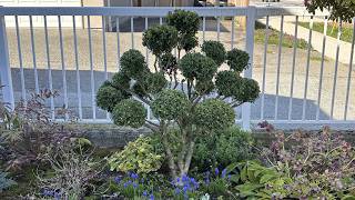 2026 Cloud Pruning For A Large Boxwood