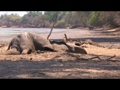 Zimbabwe's severe drought is killing elephants