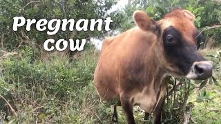 Our cow will calve soon