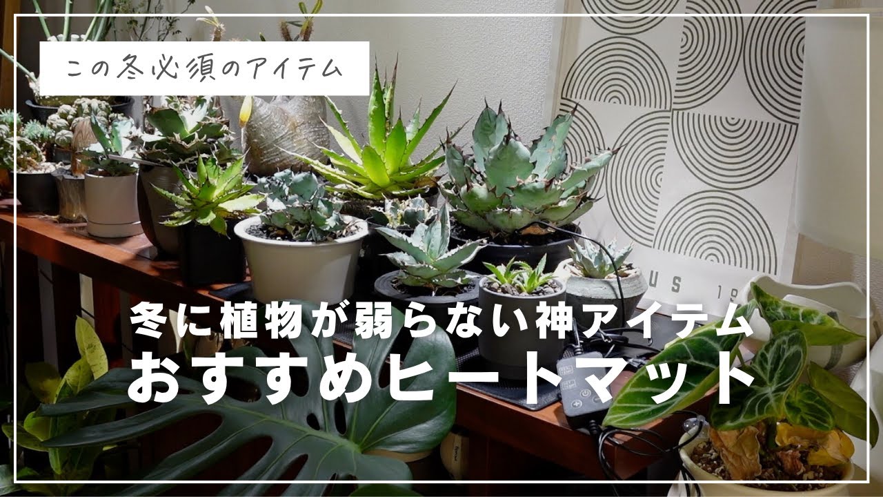 株式会社レイアのヒートマット 神アイテム】植物の冬越しの不安が0に！おすすめヒートマットを紹介