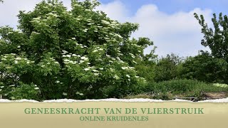 GENEESKRACHT van de VLIERSTRUIK - Les 3