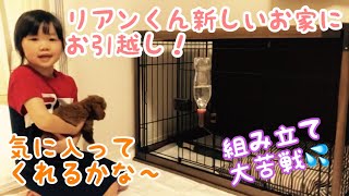 さくちゃん赤ちゃんトイプードルのリアン君、新しいゲージにお引越しでーす！　〜我が家に天使がやってきた〜