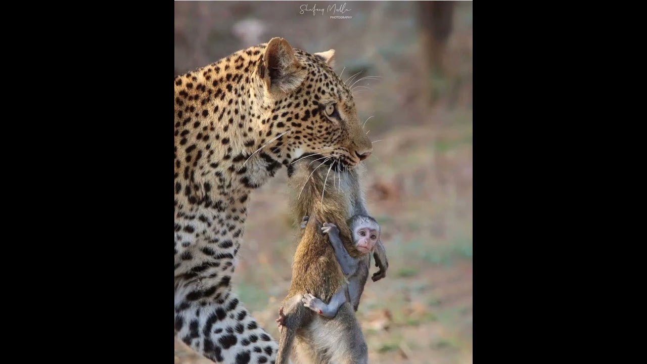 #saddest_video_on_YouTube_today