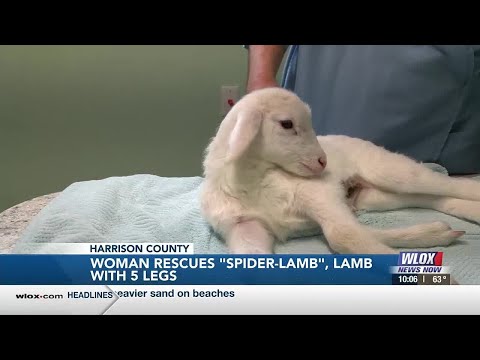 Wiggins woman rescues "Spider-Lamb", lamb with five legs