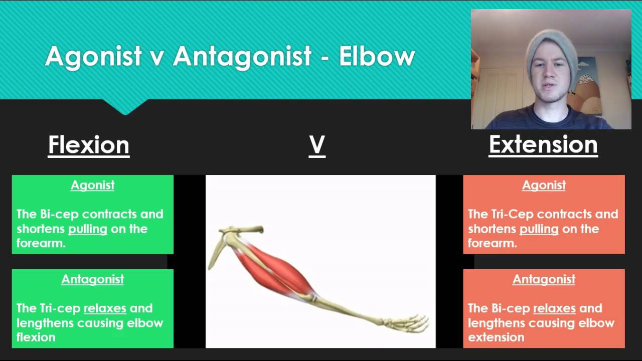 Body Muscle Origin And Chart And Action Antagonist