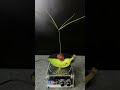 Tesla coil testing #experiment #shorts #viralshorts #teslacoil