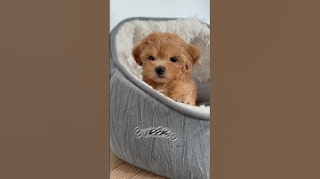 From 2 weeks to 2 months old!! Maltipoo puppy growing up video #puppy #puppylife #cute #dogs #short