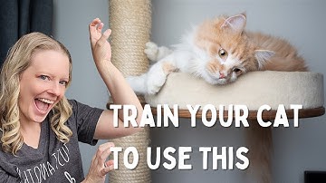 How to Train Your Cat to Use a Scratching Post (And Not Your Couch)