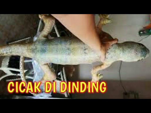 Cicak - Cicak Di Dinding | Lagu Anak Indonesia | Lagu anak Cicak Cicak Di Dinding class=