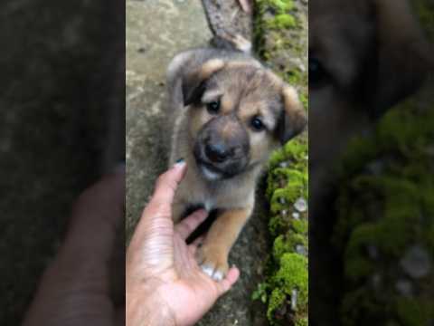 බලන්නකෝ එයාගෙ හුරතලේ 🥰😍😀😘Funny dogs #shorts #short #ytshorts #dog #funny