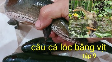 Câu cá lóc bằng vịt |snakehead fishing by duck | Phương fishing , hunting trap . tập 9