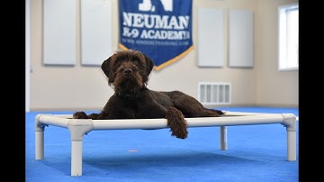 Hank (Pudelpointer) Puppy Camp Dog Training Video Demonstration