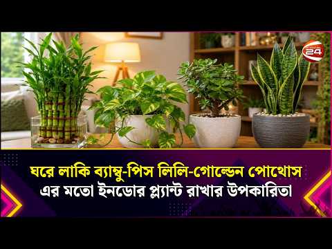 ঘরে লাকি ব্যাম্বু-পিস লিলি-গোল্ডেন পোথোস এর মতো ইনডোর প্ল্যান্ট রাখার উপকারিতা | Indoor Plant