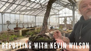 Repotting with Kevin Wilson by Herons Bonsai 20,757 views 2 months ago 40 minutes