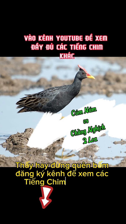 Cúm núm vs chằng nghịch 2 loa riêng biệt