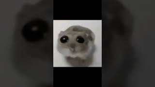 Sad Hamster cant stop Staring @FSSmash