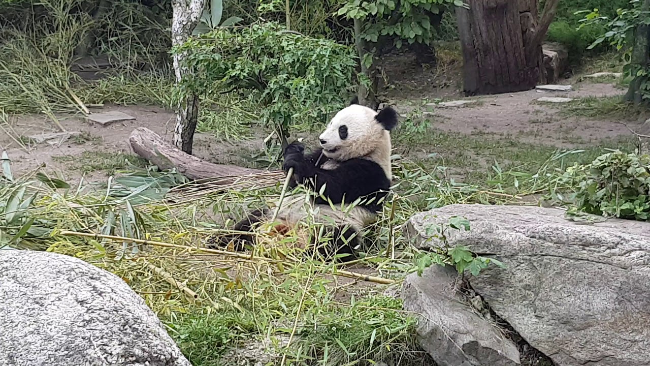Panda Watch Cute Panda At The Vienna Zoo In July 2018 Youtube