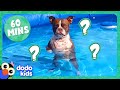 Splash dog gets a mystery gift and more incredible animals  dodo kids  1 hour of animals