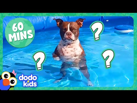 Splash Dog Gets A Mystery Gift, And More Incredible Animals! | Dodo Kids | 1 Hour Of Animal Videos