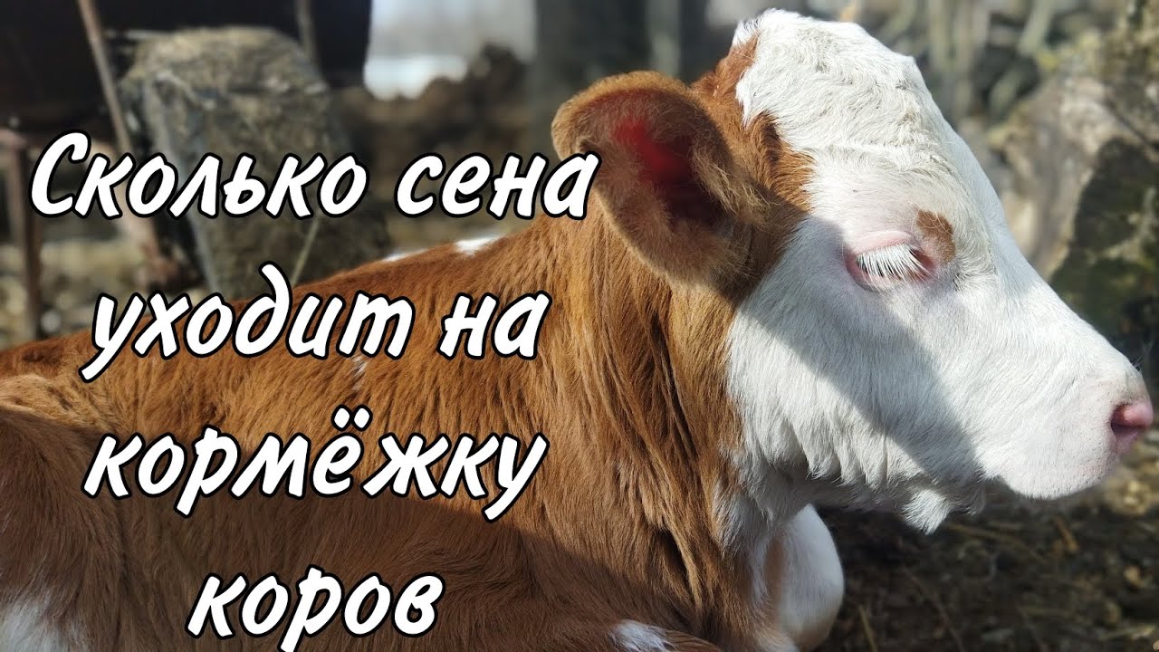 Сколько сена уходит на кормёжку коров! - YouTube
