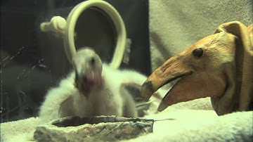 Condor Chick Feeding at San Diego Zoo Safari Park (VNR)