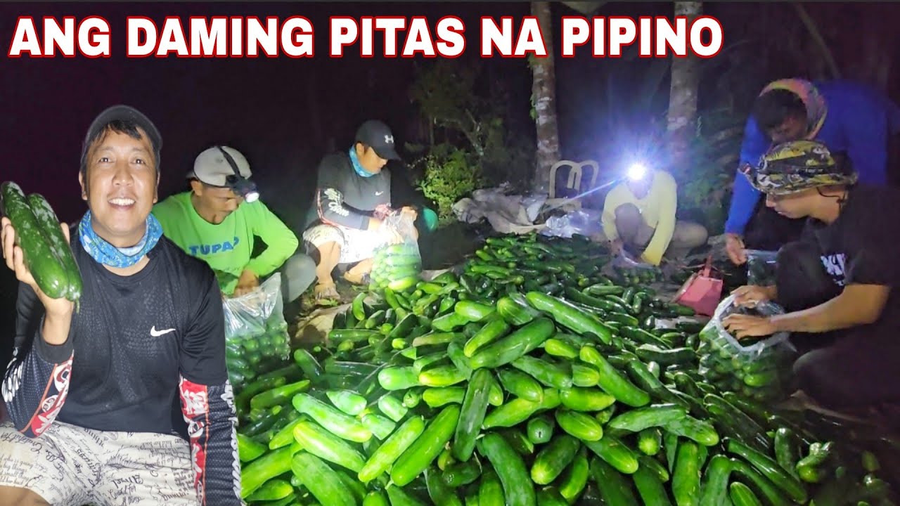 Good news succesfull ang pagtatanim ng pipino ni utol Dami naming harvest ngayong gabi
