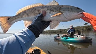 Redfish, Trout, Gators and a lot of laughs on this Kayak trip. Kayak fishing in North Florida.