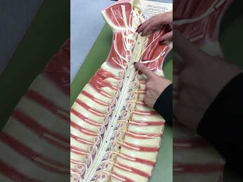 Anatomy of the Human Spinal Cord - YouTube