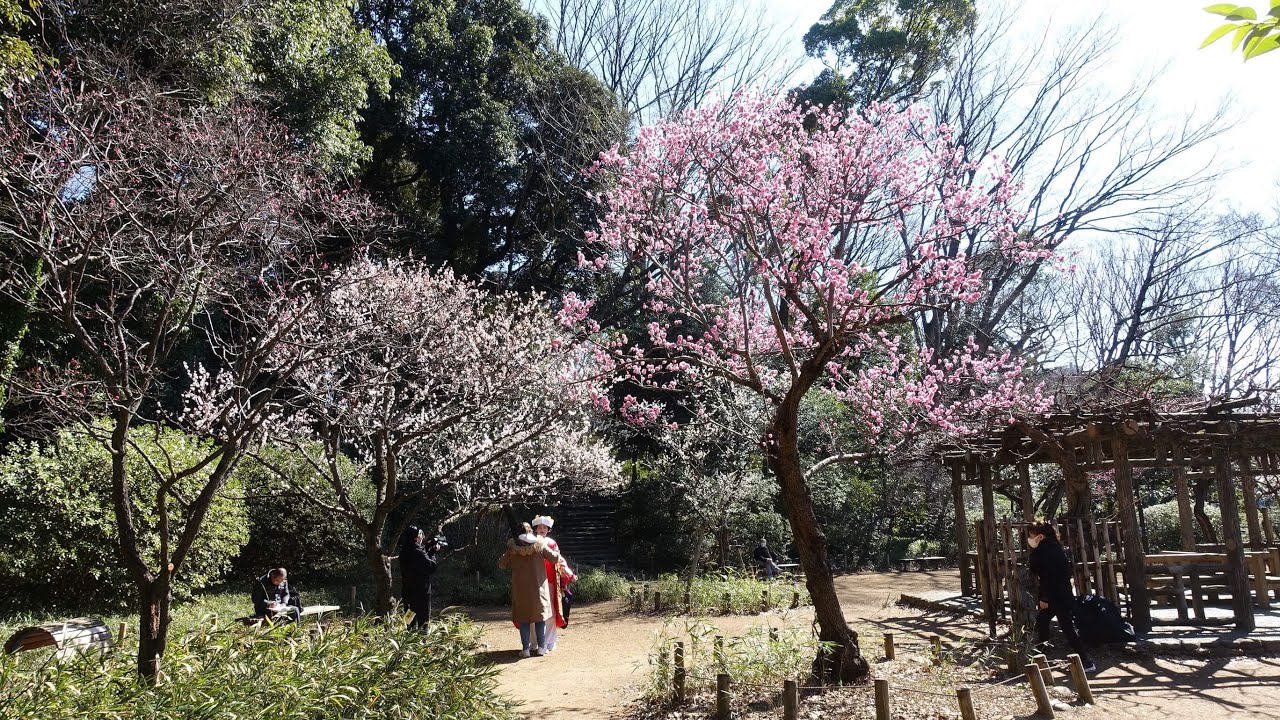有栖川宮記念公園の梅林 22年の見頃と現在の開花状況は 歩いてみたブログ