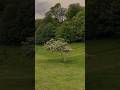 Snippets of nature 🌳 #4k #nature #walking #derry #naturewalk #4kwalk #asmr