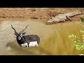 FULL VIDEO Crocodile Attacks and Hunt Easily Kudu Animal