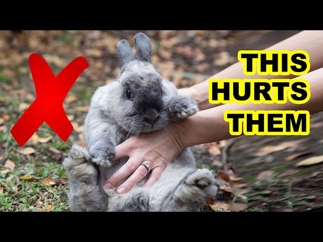 These Everyday Things HURT Your Rabbit's Feelings! class=