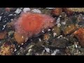 ’Washed Ashore’ by Andrea Eckerbom & Röyksopp | Profound Mysteries