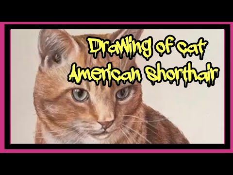 Download FABER - CASTELL color pencil drawing of cat 🐱 AMERICAN SHORTHAIR - YouTube