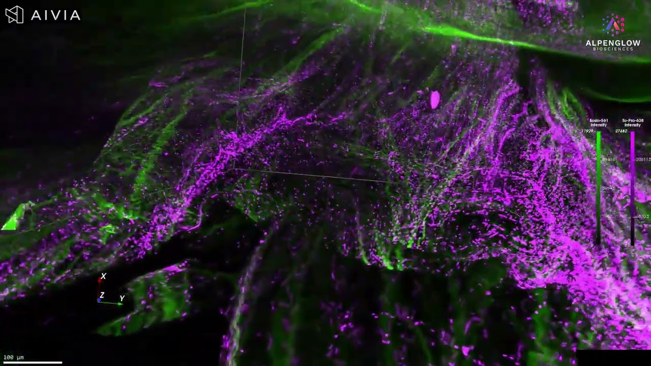 3D Imaging of a Rabbit Retina: High-Resolution Tissue Mapping