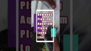 How does planting aquarium plants looks like Shorts
