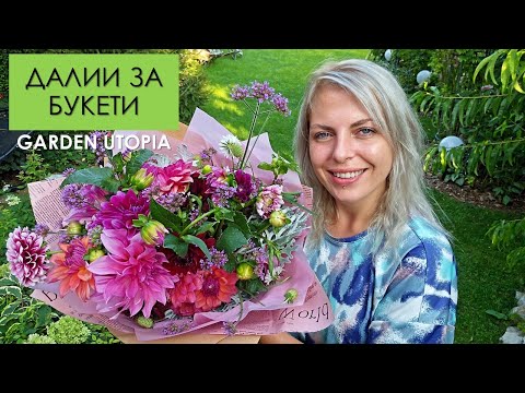 Видео: Съвети как да накарате далиите да цъфтят - причини далиите да не цъфтят