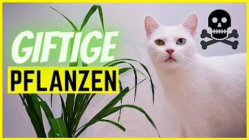 Welche Pflanzen sind tödlich für Katzen?