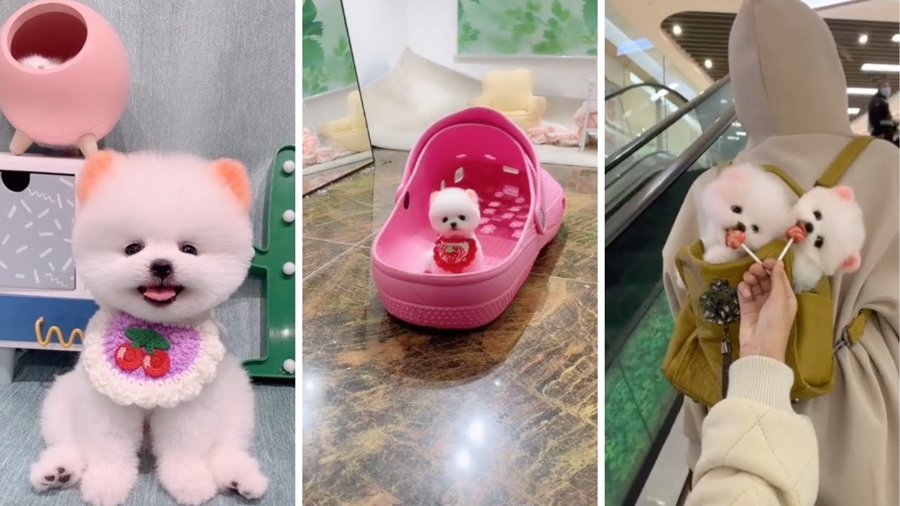 Cute Pets Doing Funny Things Tik Tok #6 - YouTube