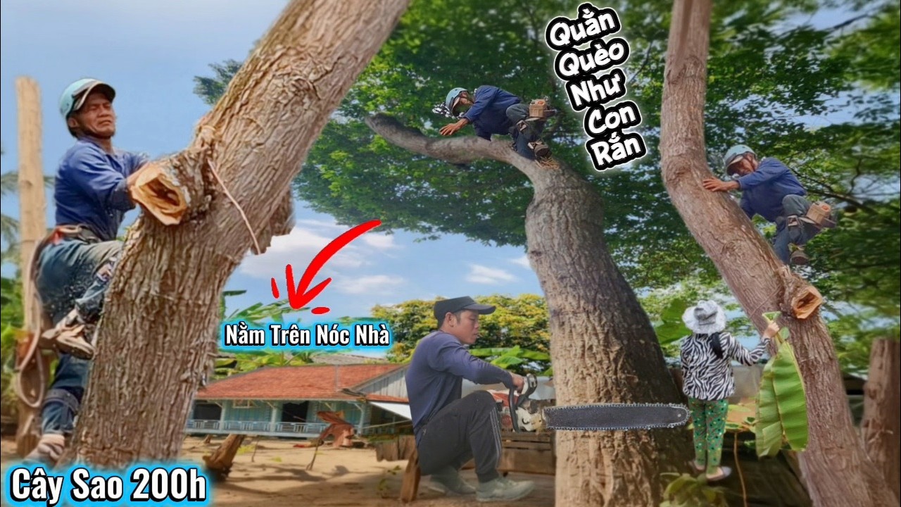 Cưa Cây Sao Siêu Khủng Ngã Vô Nhà / Sawing Down a Giant Star Tree That Fell into the House | P240