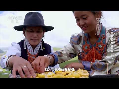 草原黄蘑菇 鲜香四溢《奥秘》| 美食中国 Tasty China